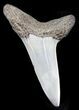 Fossil Mako Tooth - Maryland #29933-1